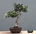 Vonokvětka cesmínolistá v kultivaru 'Rotundifolius' jako bonsai