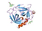 1nn6: Human Pro-Chymase