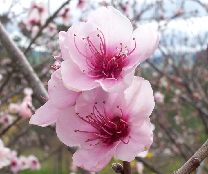 717px Peach flowers Kỹ thuật trồng đào toàn tập