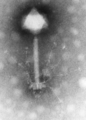 Synechococcus Phage S-PM2, TEM.