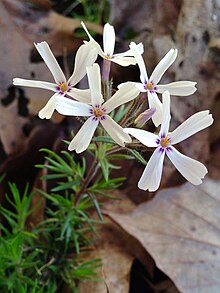 Phlox subulata - Moss Phlox.jpg