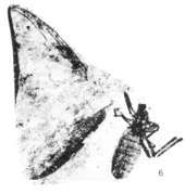 Plecia pictipennis Plecia pictipennis hypotype Rice 1959 pl4 fig6.png