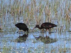 Bronzeibis i parken