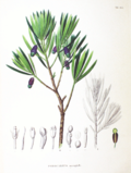 Miniatura para Podocarpaceae