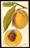 Image of the Marcella variety of peaches (scientific name: Prunus persica), with this specimen originating in Kiowa, Barber County, Kansas, United States. (1894)