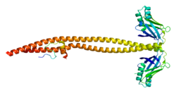 Protein LIG4 PDB 1ik9.png