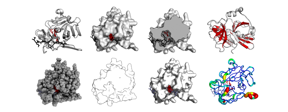 Struktura istih beljakovin (TEV proteaza - PDB: 1LVB​) upodobljena na različne načine.