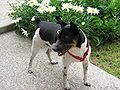 Rat Terrier