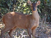 Reddish-brown cervid