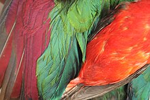 Bird feathers of various colors Red feather pigments.jpg