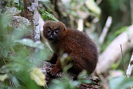 Roodbuikmaki (Eulemur rubriventer)