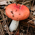 Bljuvara (Russula emetica), otrovna vrsta.