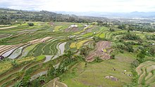 Rice fields in Pariangan, Agam Regency Sawah di Pariangan.jpg
