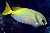 Scribbled rabbitfish