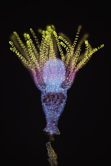 Photograph of the colourful polyp against a black background, presumably water