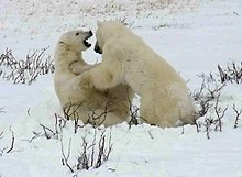 Fotografie zachycující uprostřed dva medvědy v zasněžené krajině, ze které trčí větvě. Medvědi spolu zápasí.