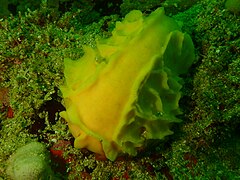 Small sponge at Moddergat