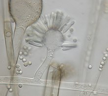 Syncephalastrum racemosum sporangiophores.jpg