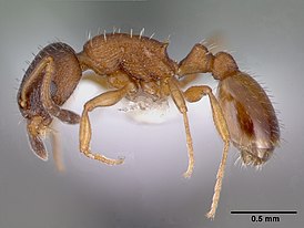 Temnothorax tuberum