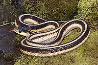 Thamnophis elegans terrestris (Сан-Луис-Обиспо) .jpg