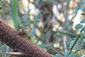 Thericles species on Acacia nebrownii IMG 8460s.JPG