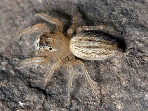 A female Thiodina puerpera (Arachnida: Araneae: Salticidae)