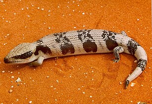 Tiliqua occipitalis