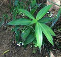 Tradescantia zanonia