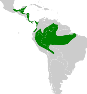 Distribución geográfica del verdillo leonado, excluyendo T. o. luteifrons.