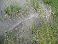 Utricularia aurea в рисовом поле