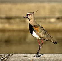 Vanellus chilensis (close-up-2).jpg