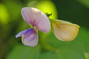 Flower of Yard Long Bean