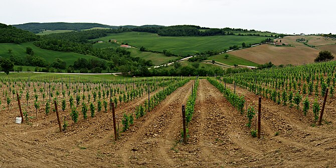 Vineyard growing in the Italian wine region of...