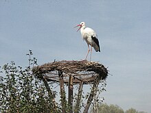 photographie représentant une cigogne grise faisant son nid sur une plateforme aménagée