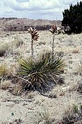 Yucca baileyi subsp. intermedia fh ​​1179.25 морских миль B.jpg