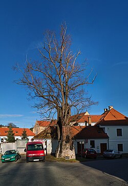 Lípa na návsi ve Zlaté Koruně, nejstarší strom CHKO Blanský les (listopad 2010)