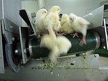 Male chicks on a macerator conveyor belt, seconds before they are killed npylvt blty pvsqvt (8144748206).jpg