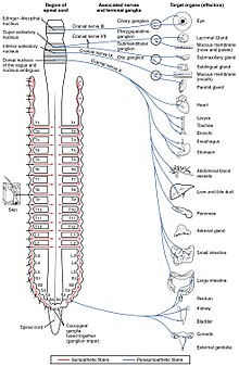 1503 Connections of the Parasympathetic Nervous System.jpg