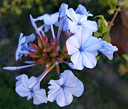 Plumbago auriculata