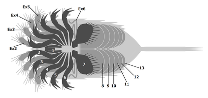 ダイバステリウムのように歩脚状の4対の外肢（Ex）をもつオファコルス