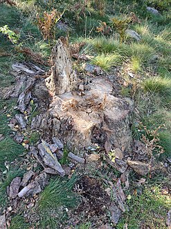 En relativt ny och ovittrad stubbe. Runt stubben kan man se gräs och barkrester från avverkningen.