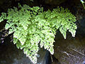 Adiantum raddianum