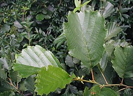 260px Alnus glutinosa leaves