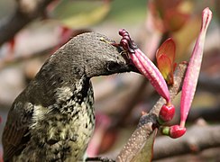 Juvenile male feeding on mistletoe nectar