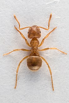 Arbeidar av gul jordmaur Foto: Arnstein Staverløkk/Norsk institutt for naturforsking