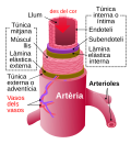 Miniatura per Artèria