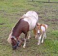 Minishetlandpony