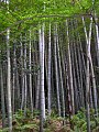 Бамбуковый лес, образованный Phyllostachys edulis, в окрестностях японского города Камакуры в префектуре Канагава на острове Хонсю