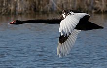 In flight Black Swan in Flight Crop.jpg