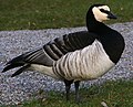 Branta leucopsis